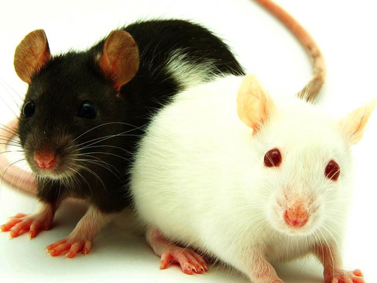 Pet Rat Varieties Howcast