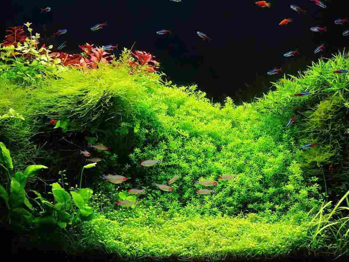 How to Set Up a Fish Tank with Live Aquarium Plants Howcast
