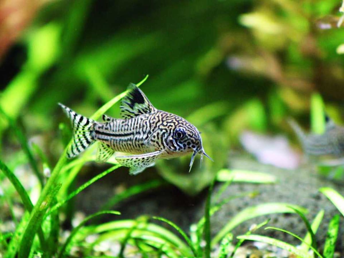 How to Pick Bottom Eating Fish Howcast