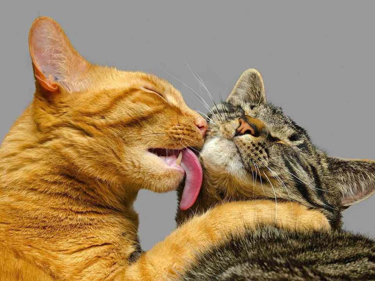 Ways cats deals show love