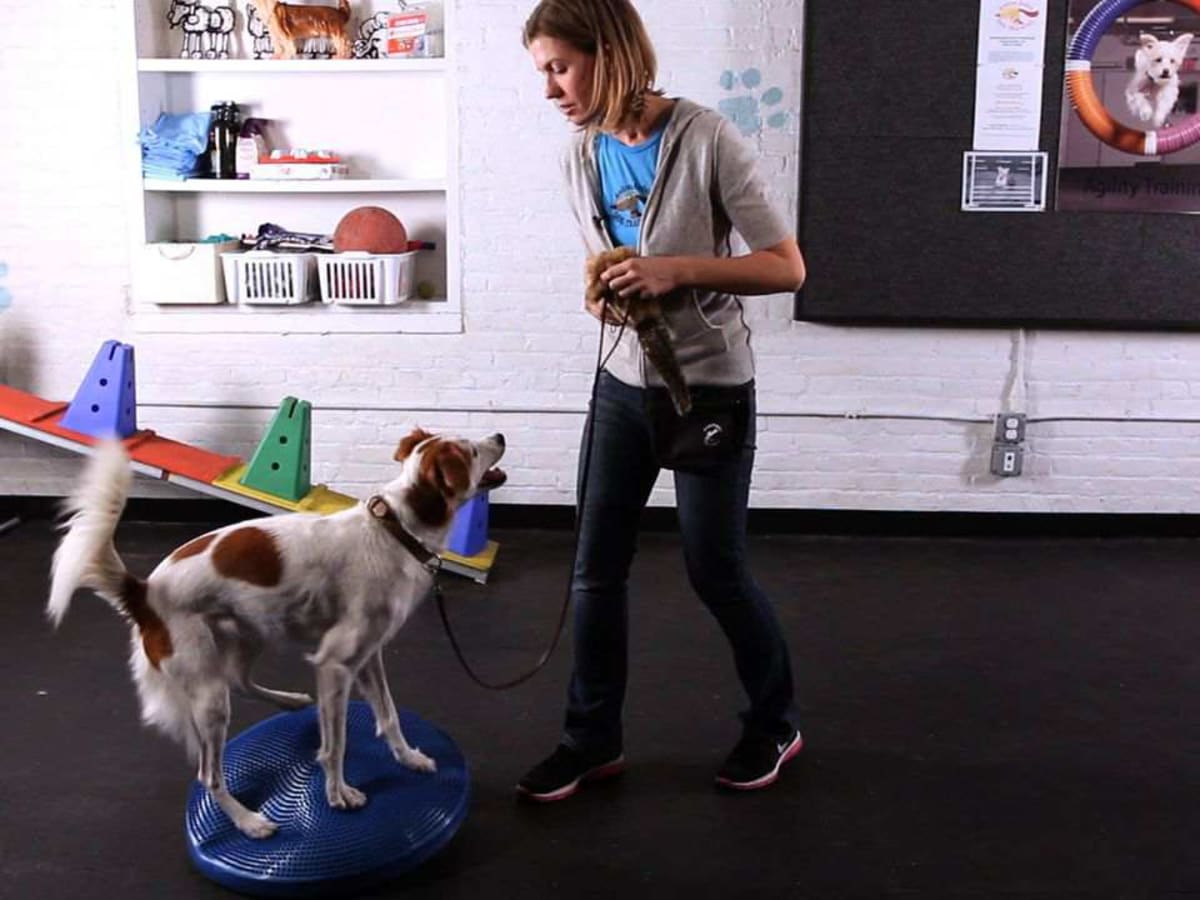 How to Teach Your Dog Tricks without Treats Howcast