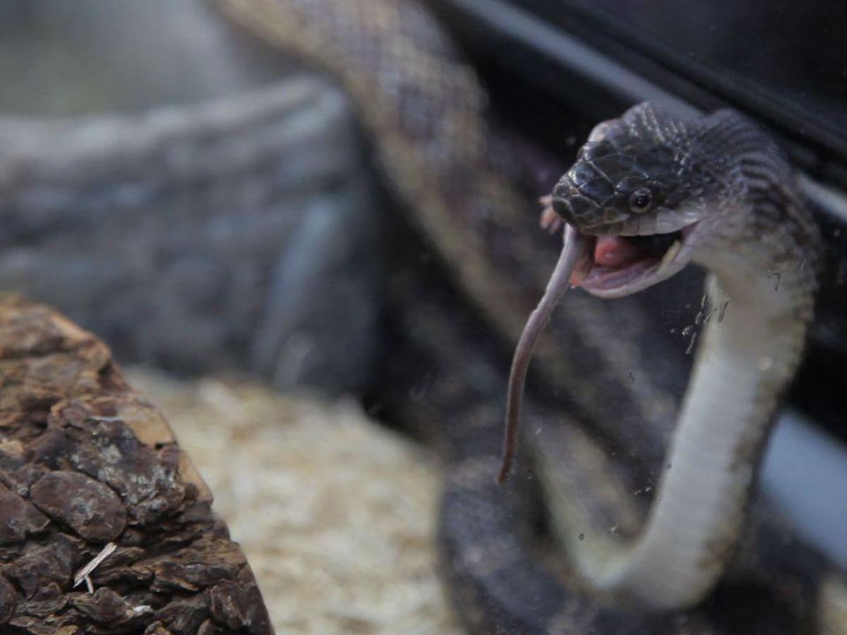 Frozen food for snakes sale