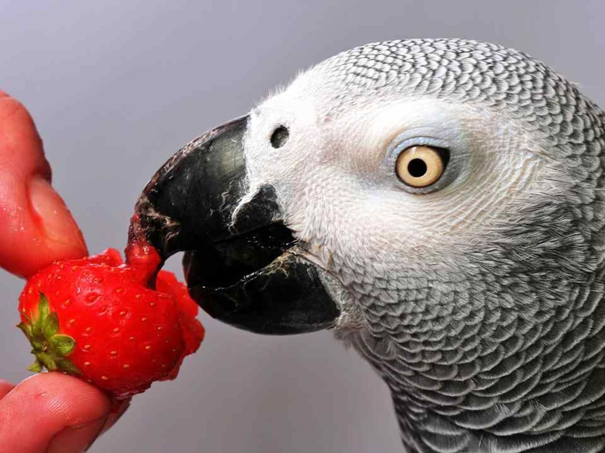 Which Pet Birds Talk the Best Howcast