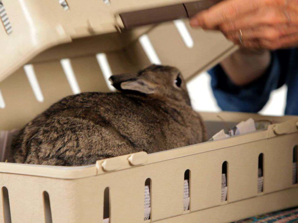 Rabbit travel carrier sales