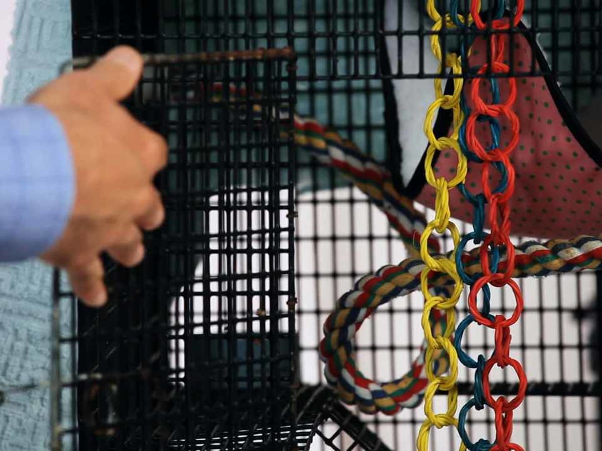 Best sugar hotsell glider cage