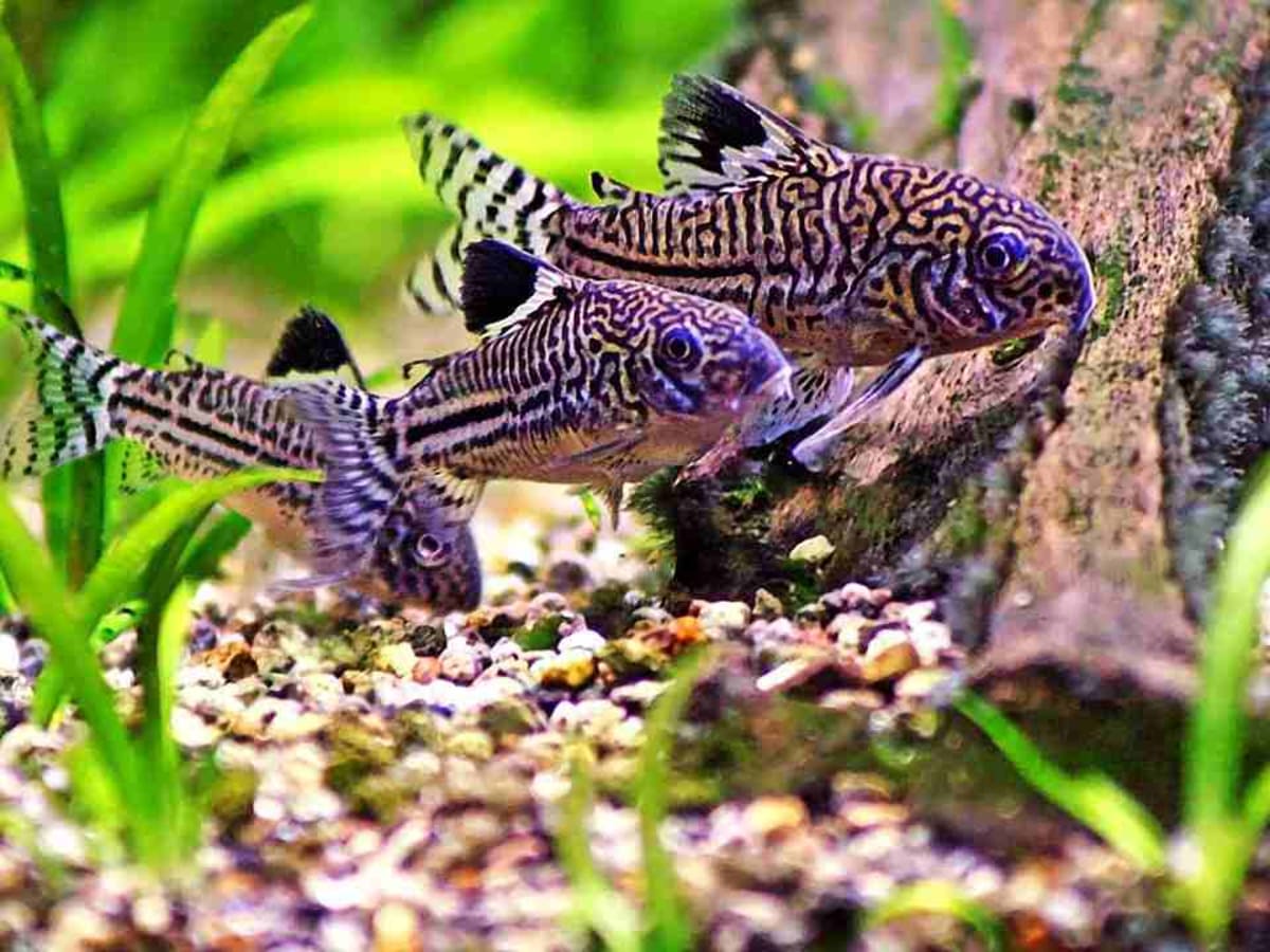 Cleaner fish for freshwater tank clearance