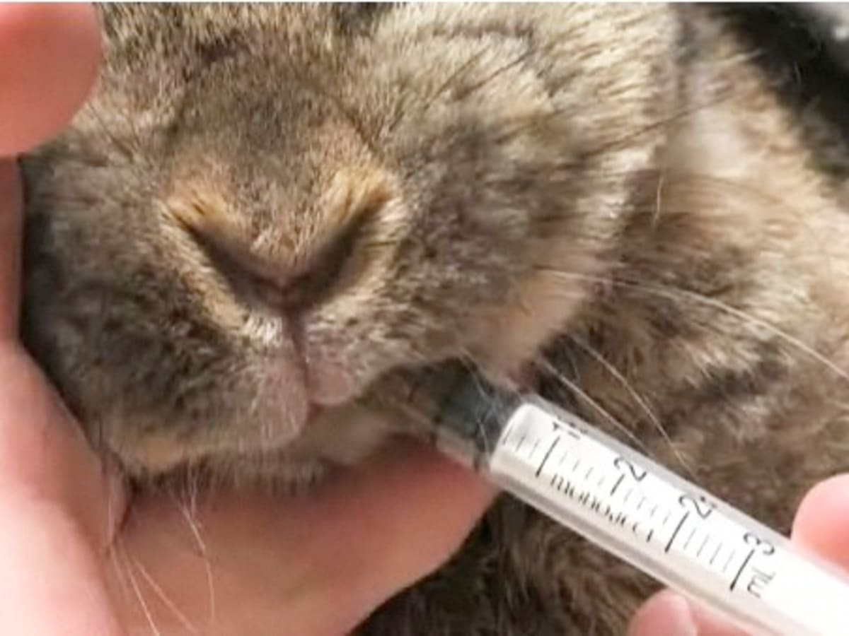 How to Give Medication to a Rabbit Howcast