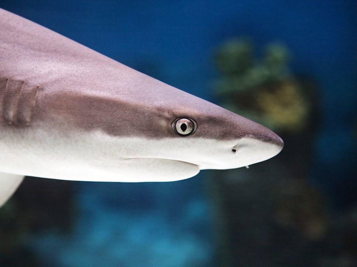 A shark in a fish tank cheap