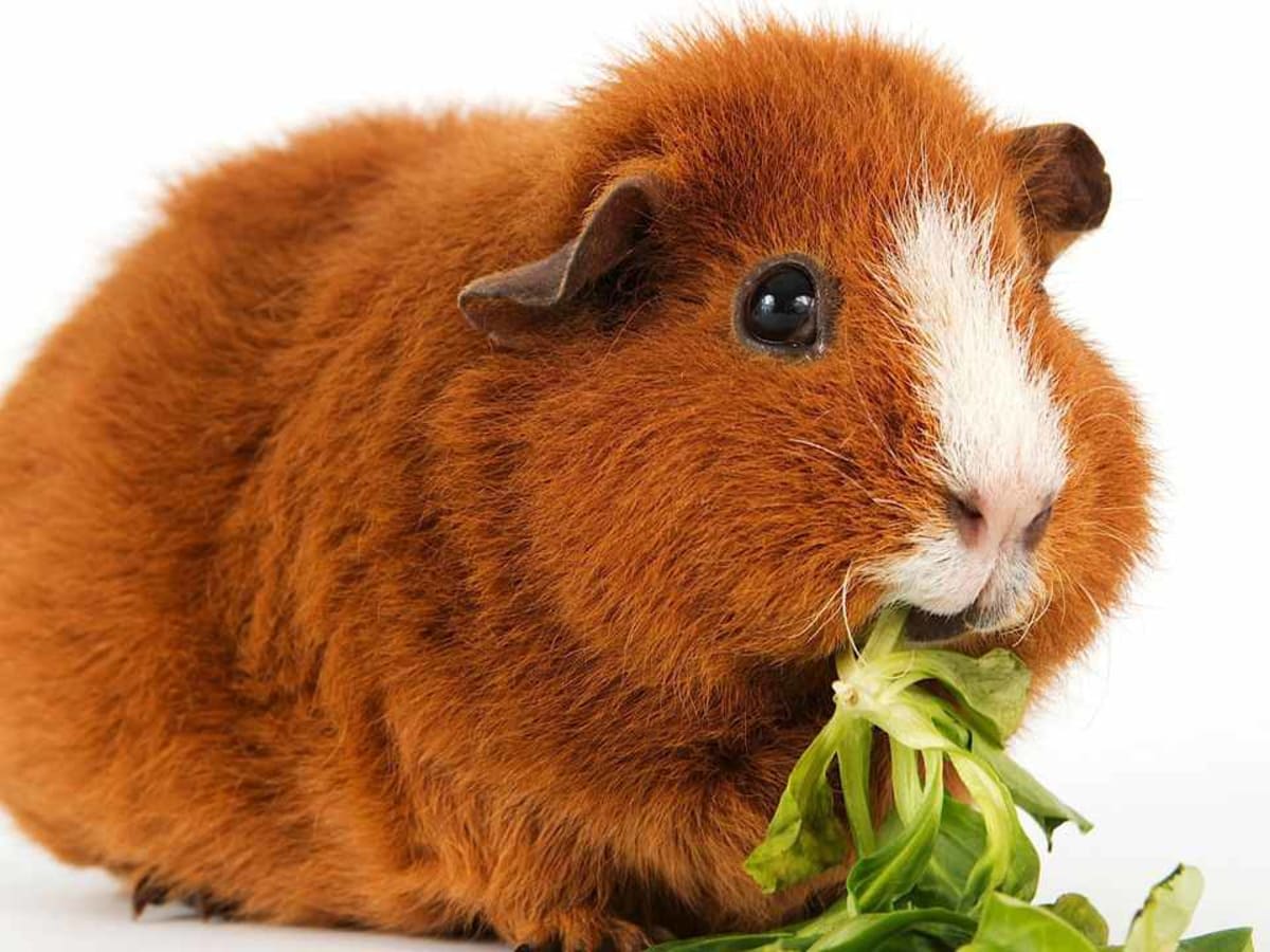 Guinea sales pig feeds