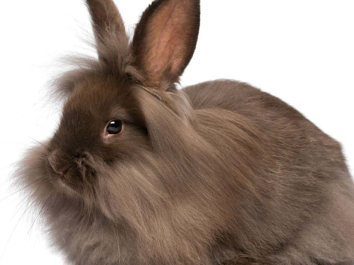 What Is a Lionhead Rabbit Howcast