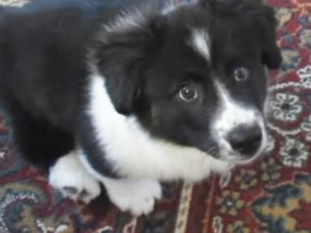 How to Register a Dog with the CKC Howcast