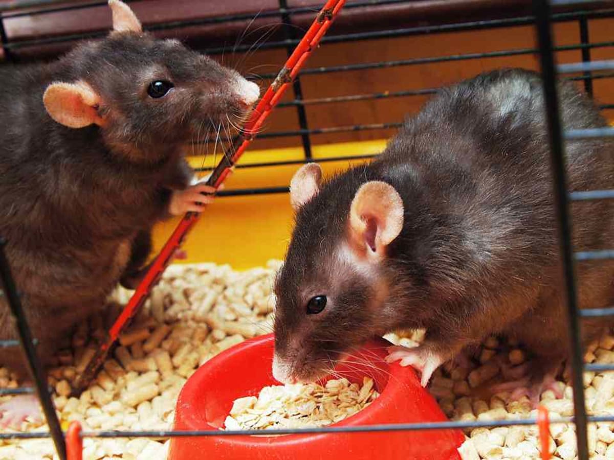 Bedding for rat deals
