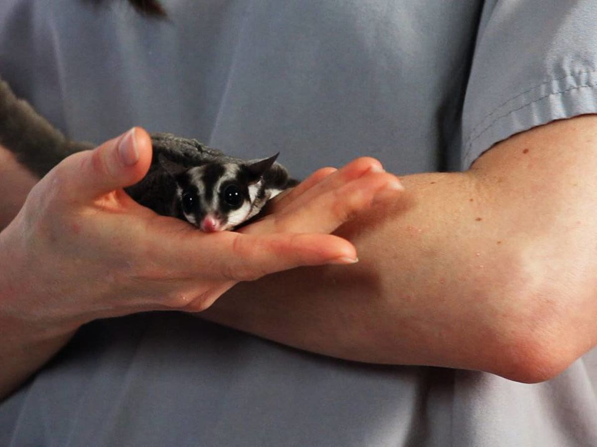 Sugar gliders and sales cats