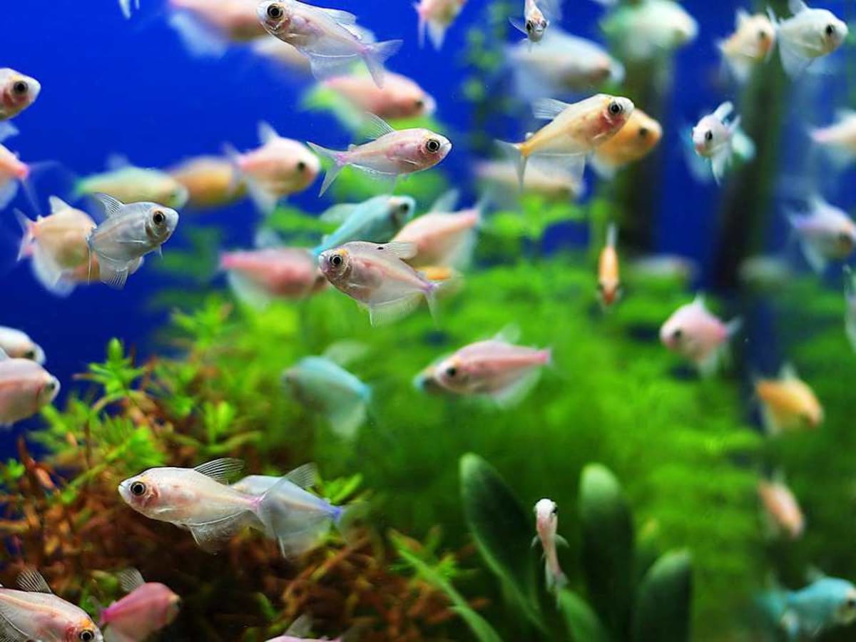 Why Does Your Fish Tank Still Smell after Cleaning Howcast