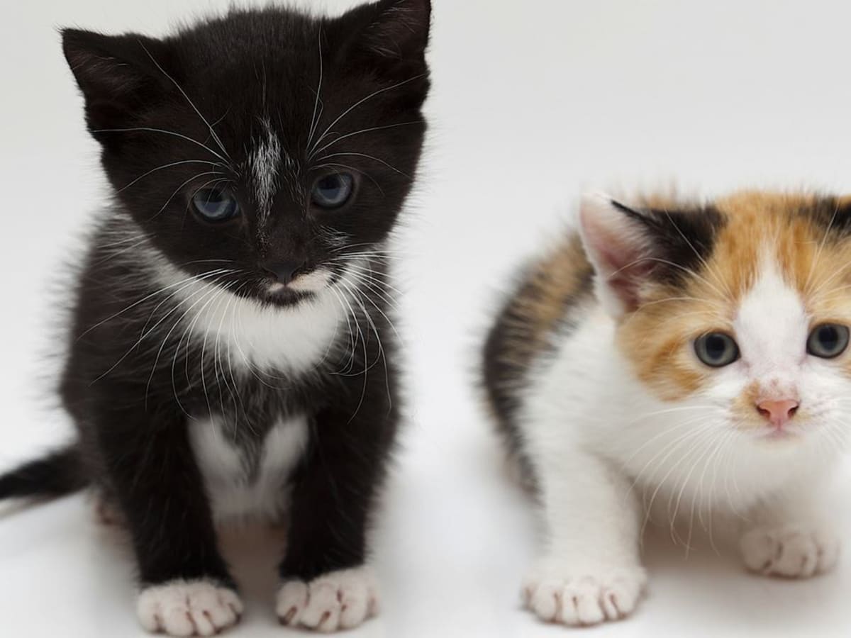 Smallest clearance cat breed