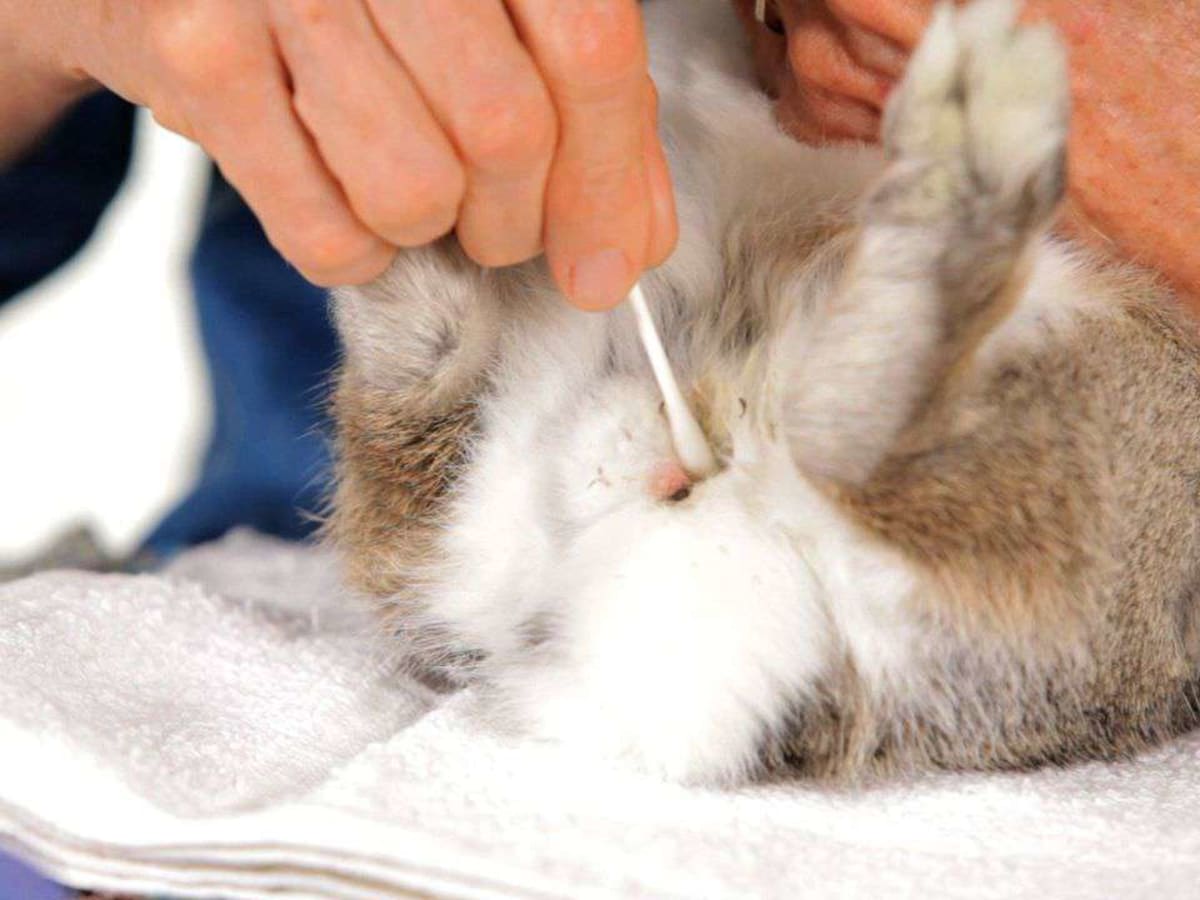 Do indoor rabbits smell outlet