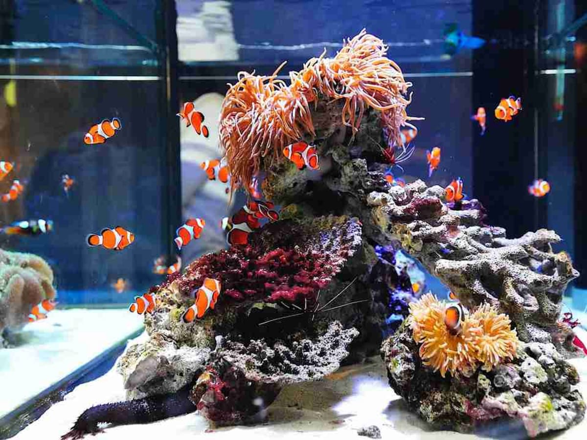 Fish aquarium sand top