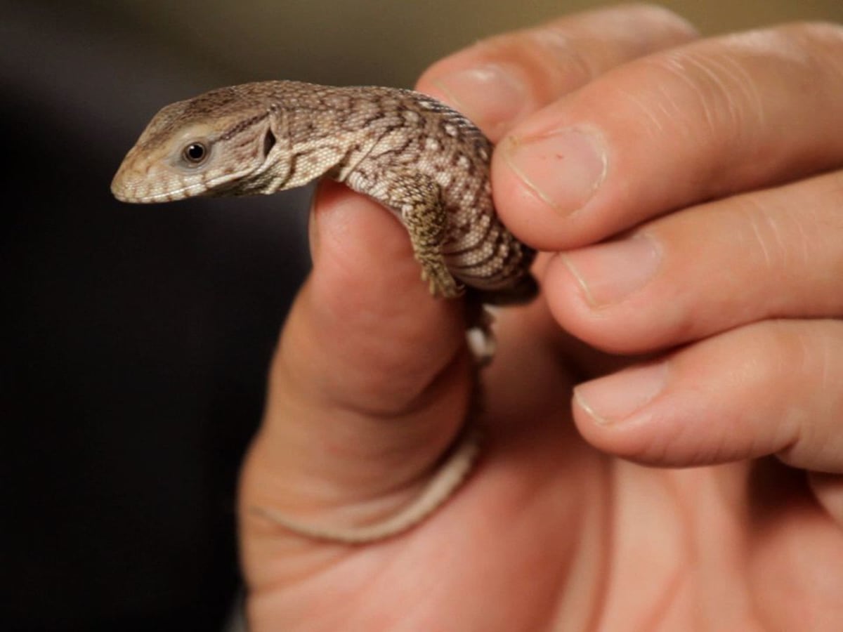 Savannah monitor clearance lizard pet