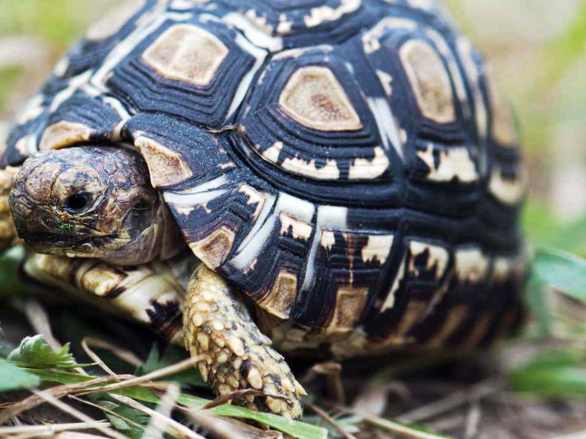 Cleaning tortoise shell online