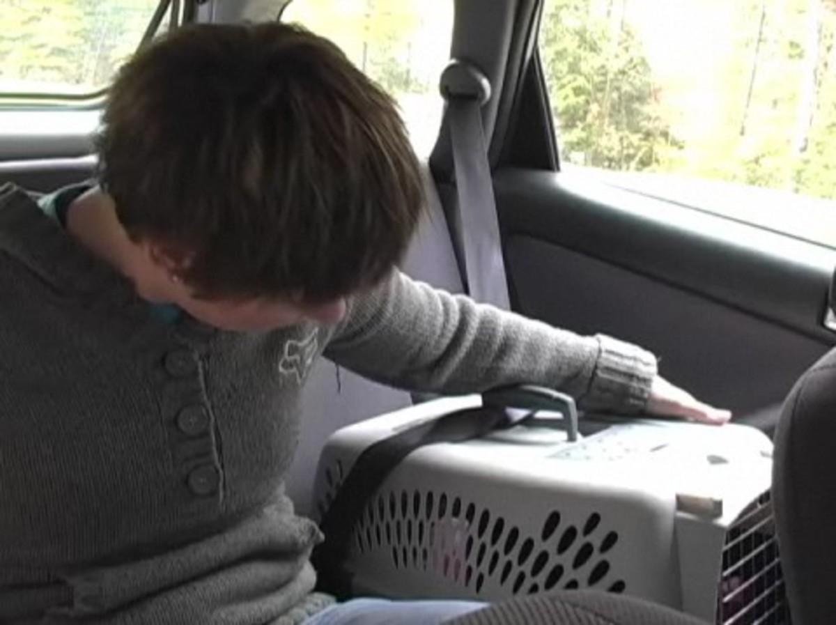 How to Keep Cats Safe in a Car Howcast