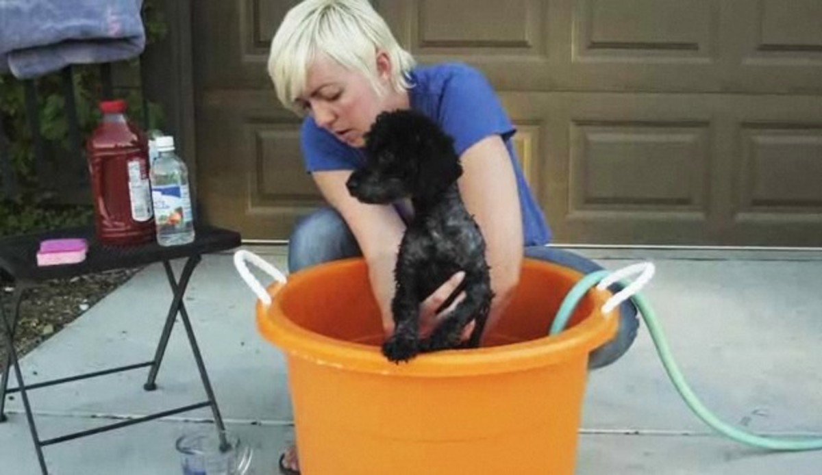How to Get Skunk Smell off a Dog Howcast