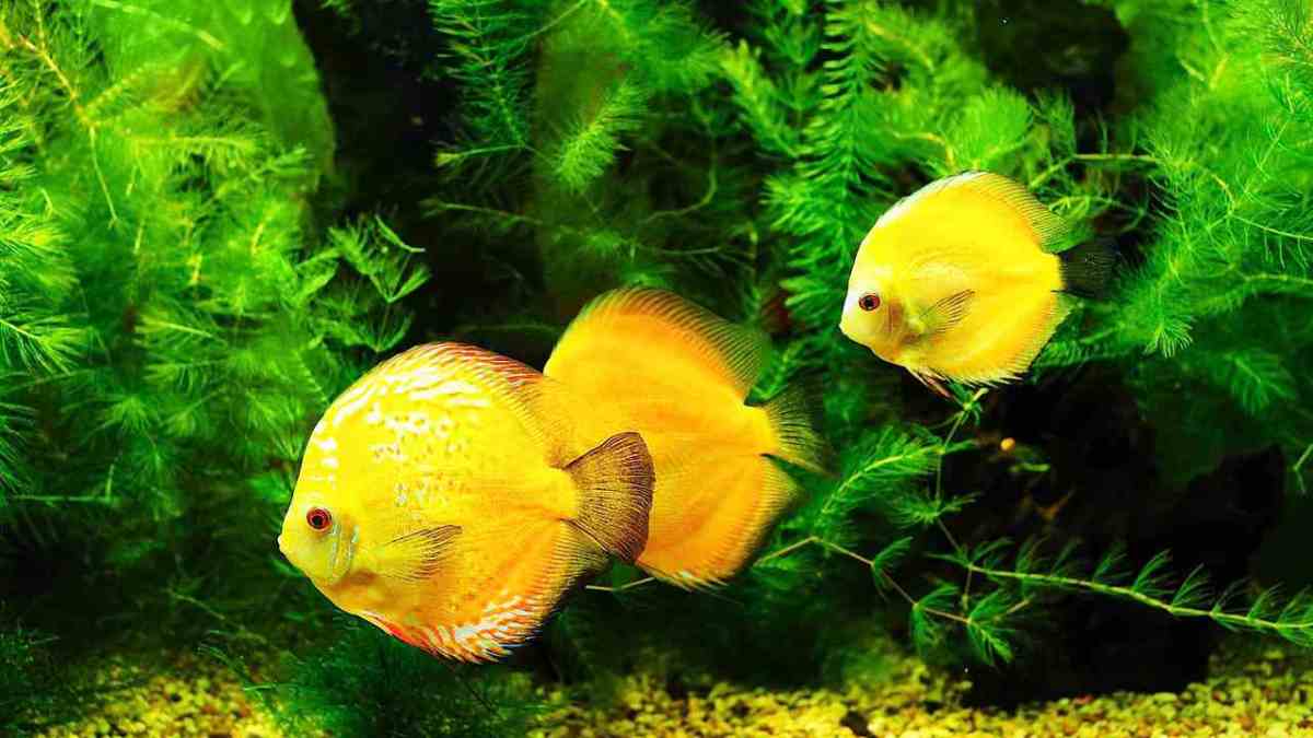 Why Does Your Fish Tank Smell Bad? Howcast