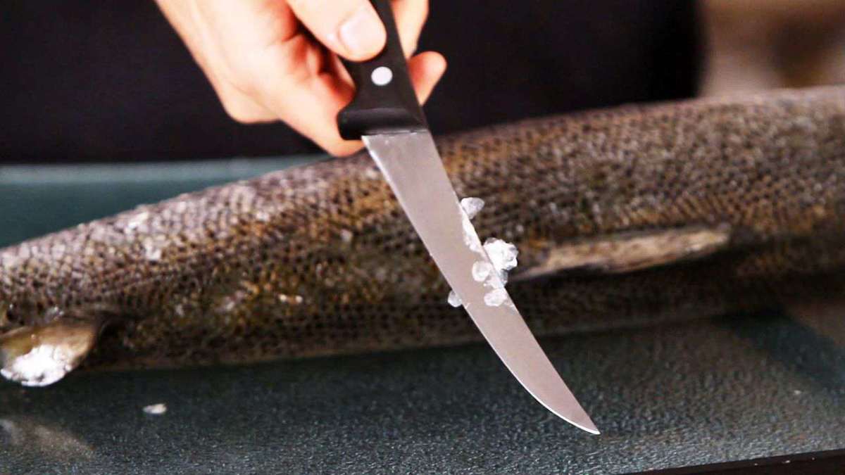 How to Remove Scales from Fish Howcast