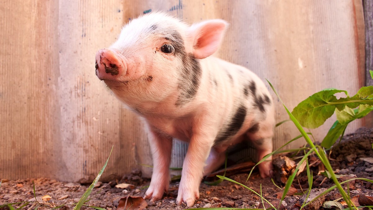 How to Take Care of a Pet Pig Howcast