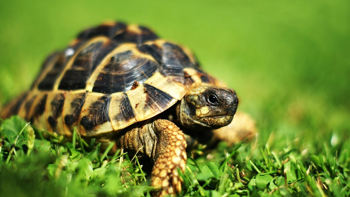 How to Take Care of a Pet Turtle Howcast