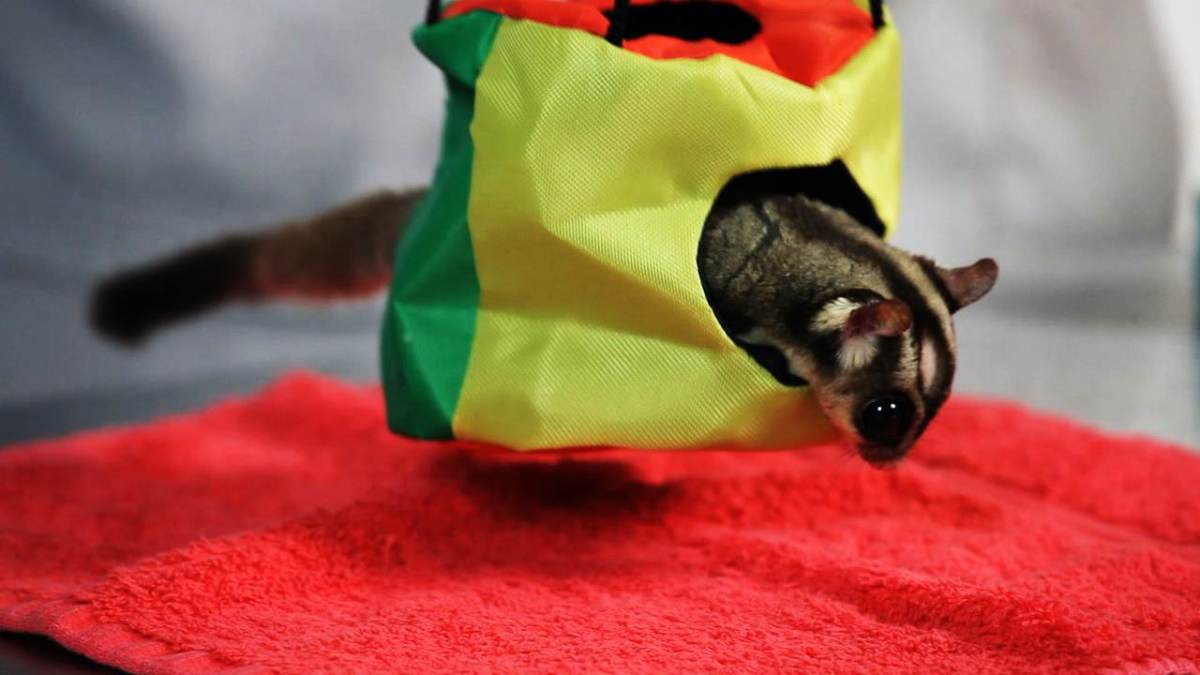 Do Sugar Gliders Make Good Pets? - Howcast