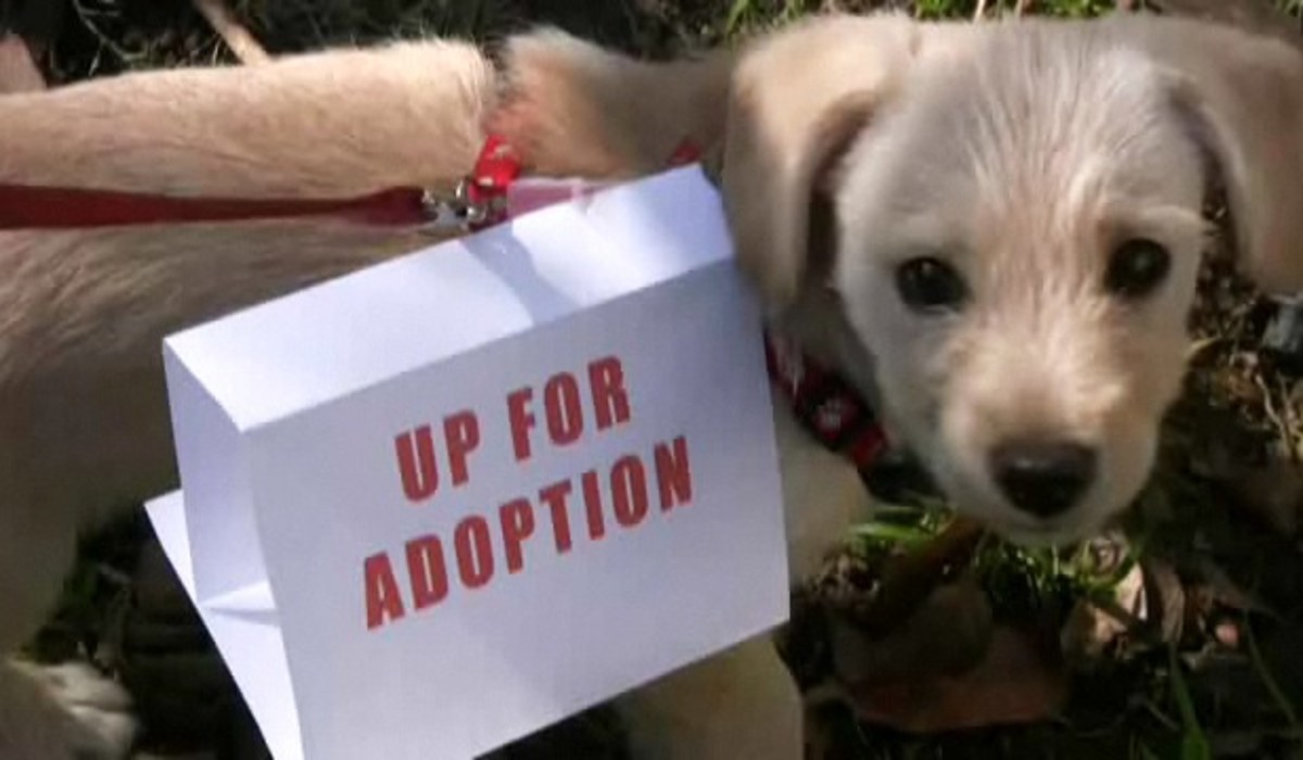 How to Give Your Dog Up for Adoption Howcast