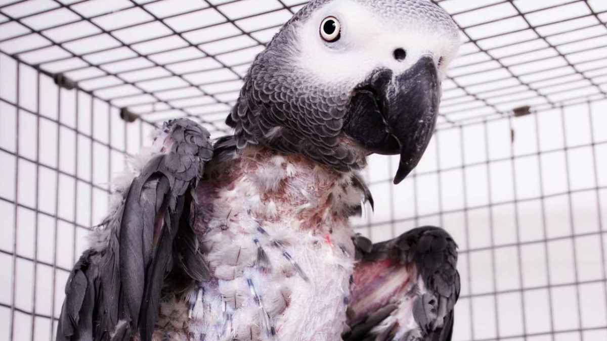 What Is PBFD (Psittacine Beak and Feather Disease)? Howcast