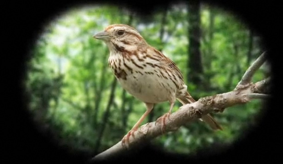 How to Identify Birds: The Song Sparrow - Howcast