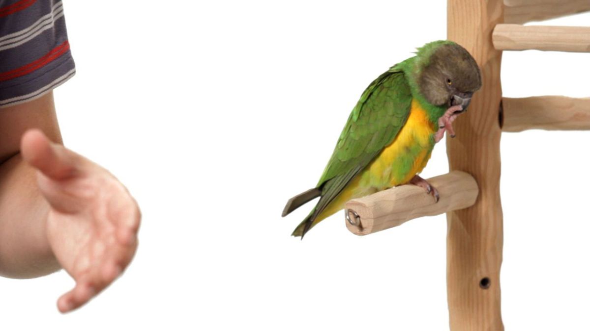 How to Stop Your Bird from Pooping on You Howcast