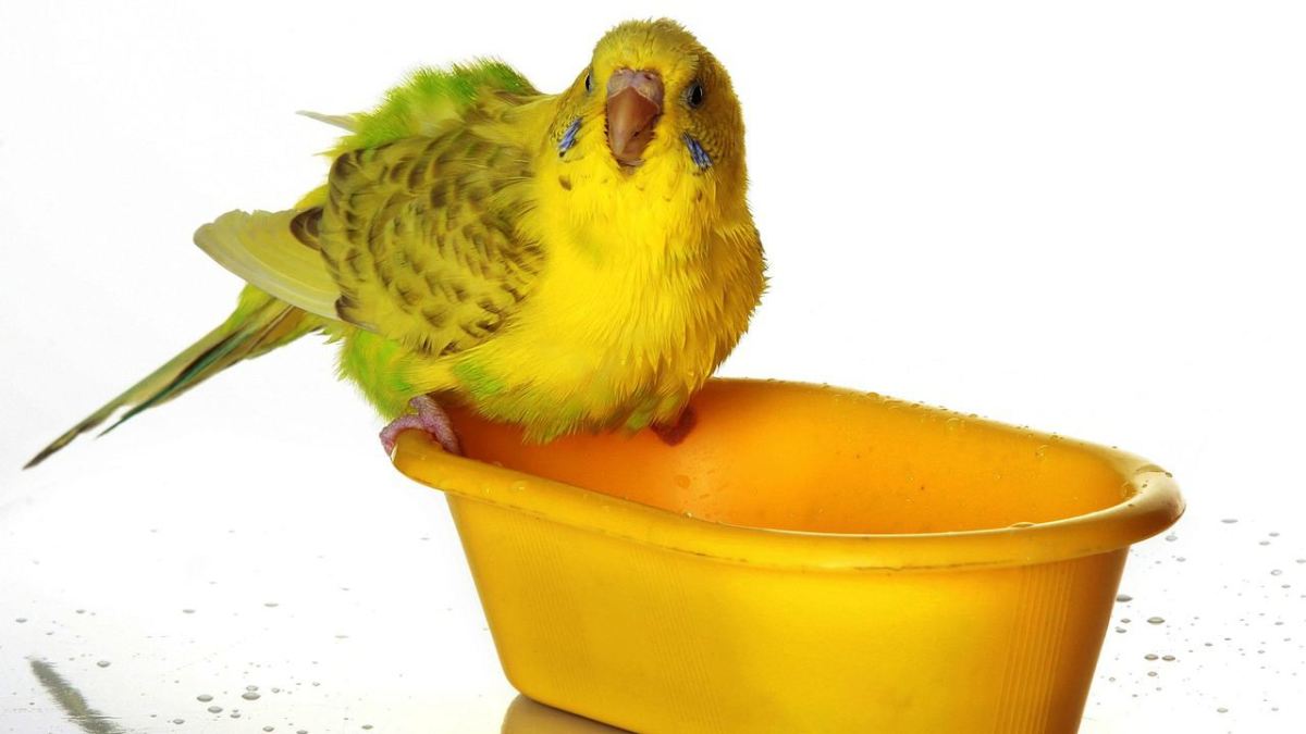 How to Bathe a Pet Bird Howcast