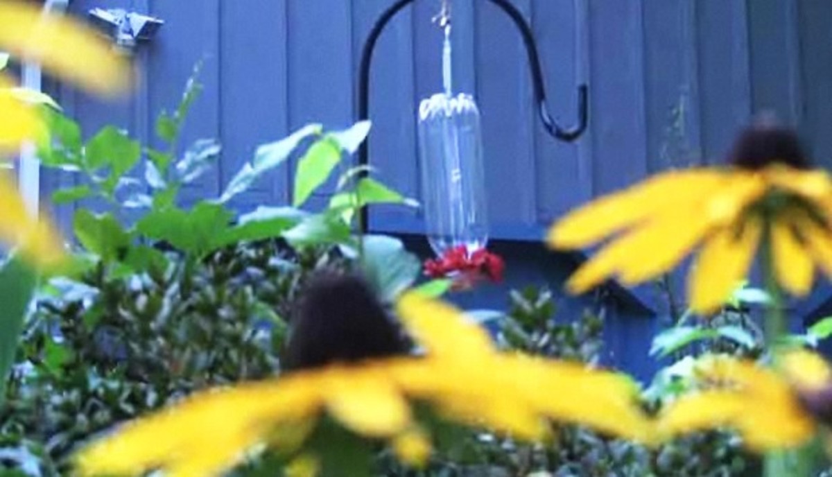 How to Make a Hummingbird Feeder Howcast