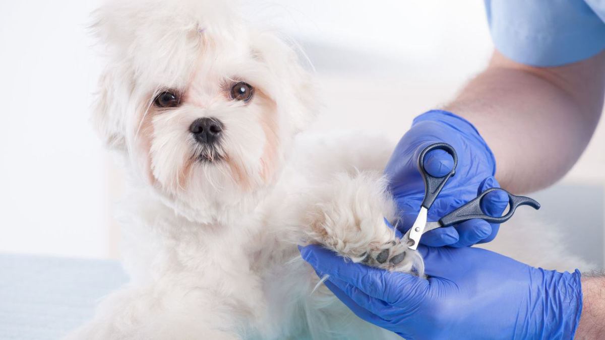 How to Clip Your Puppy's Nails Howcast