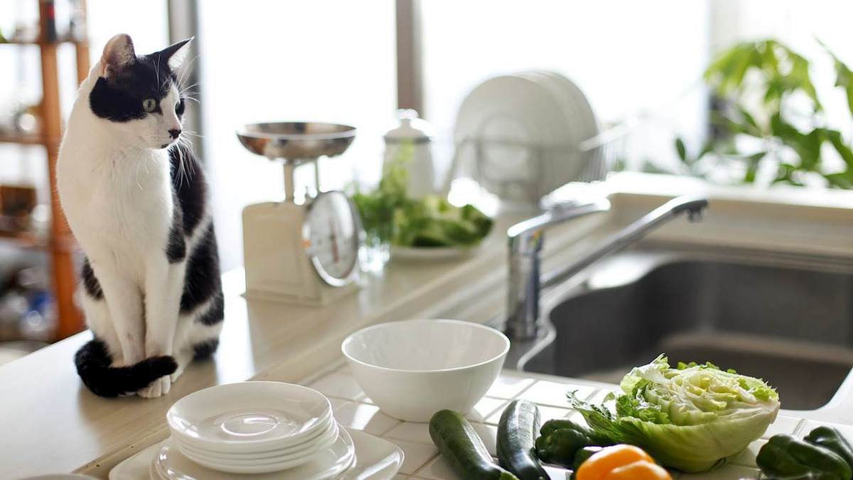 How to Keep Your Cat Off Counters Howcast