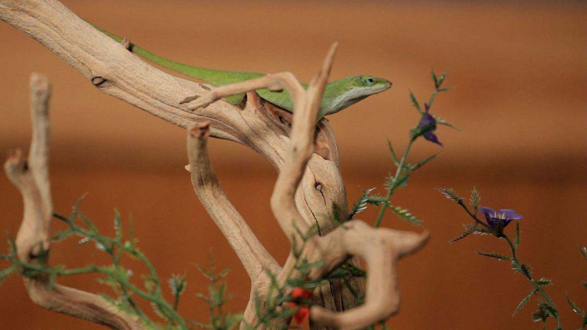 6 Care Tips for Green & Brown Anoles Howcast