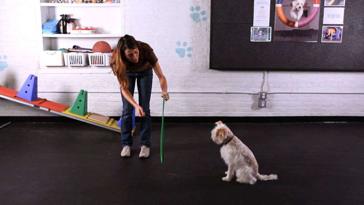 How to Teach Your Dog to Jump through a Hoop Howcast