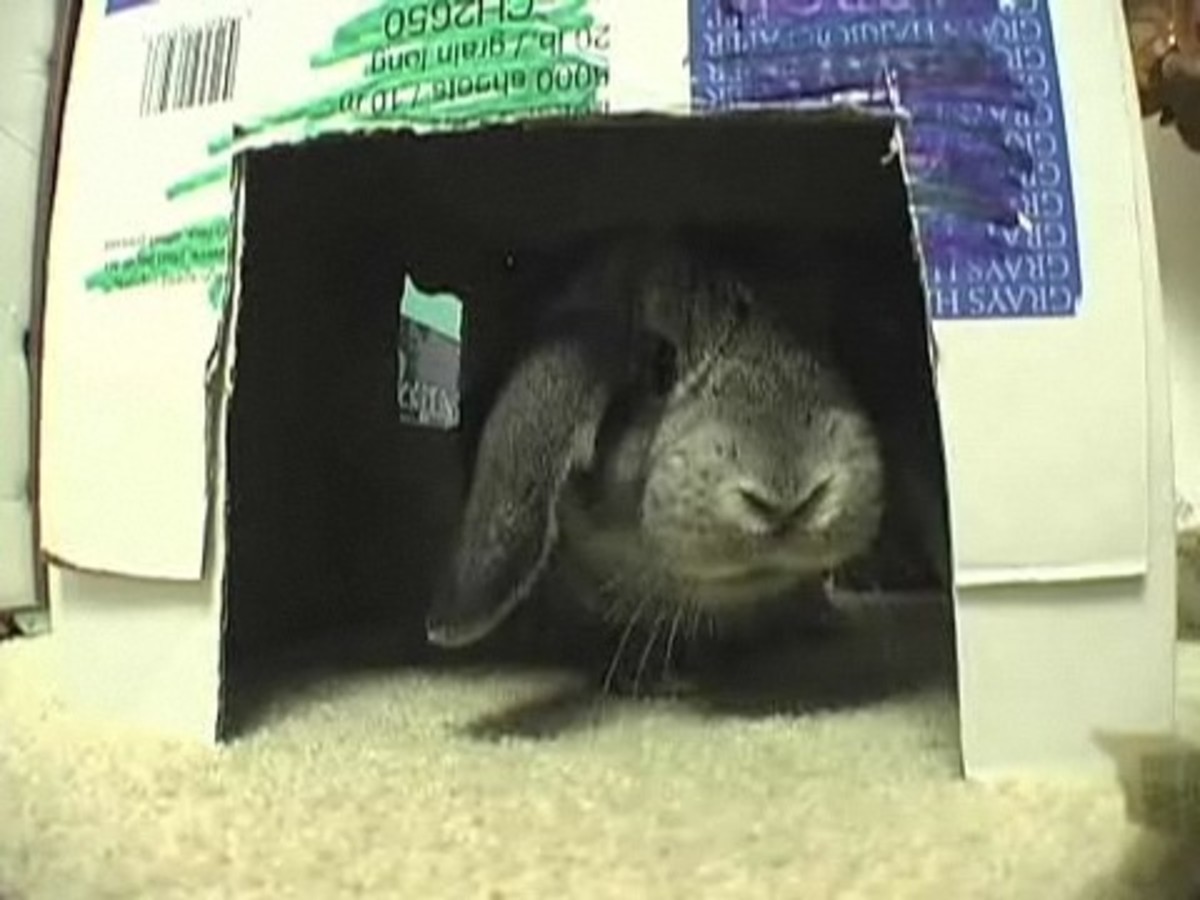 How to Make Rabbit Toys Howcast