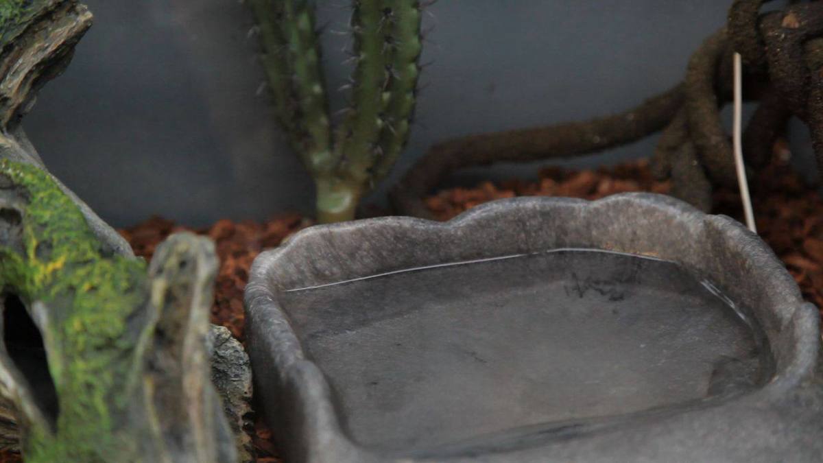 Best Snake Aquarium Accessories Howcast