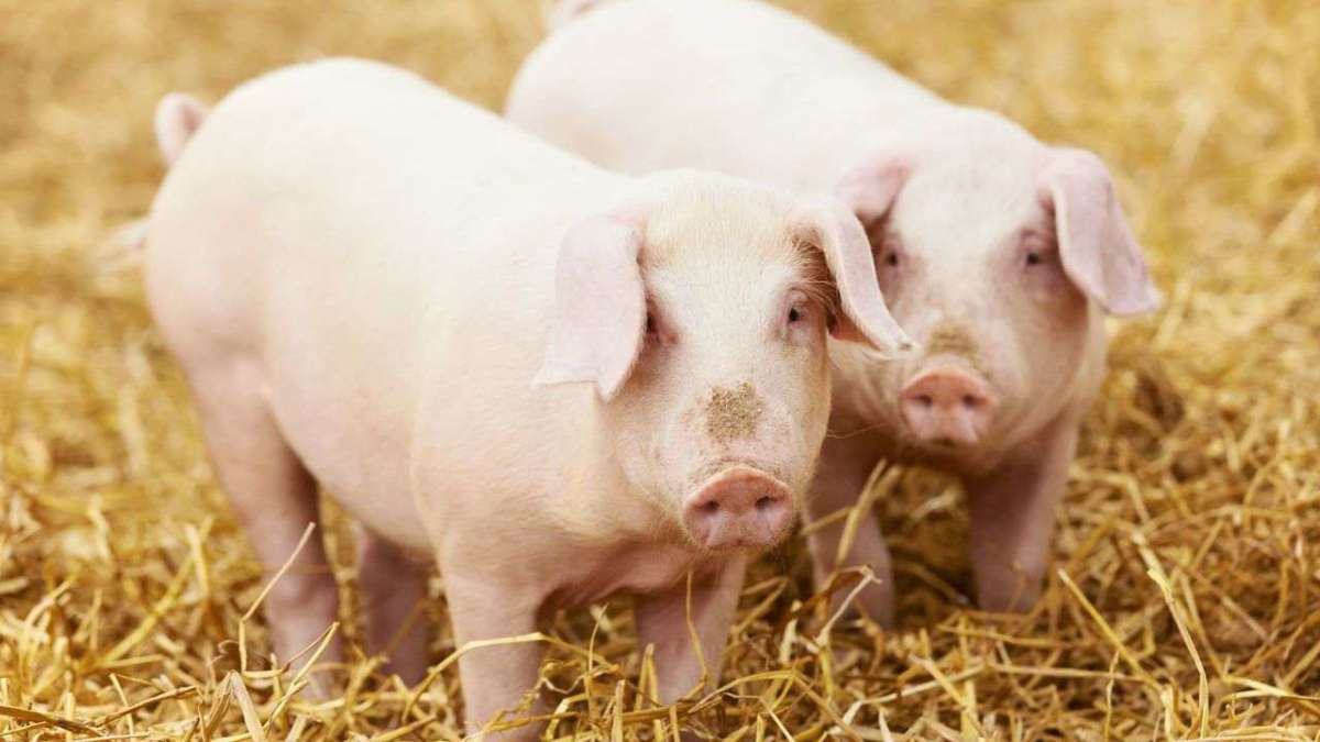 Should I Get My Pig Spayed or Neutered? Howcast