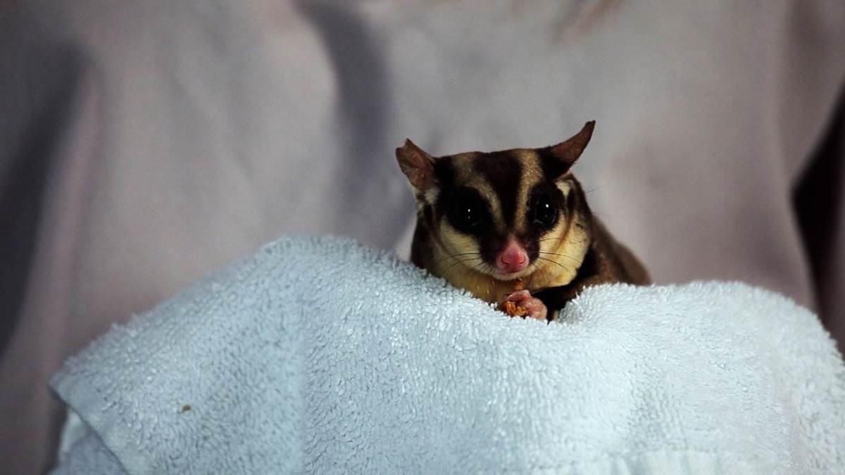 What Are the Drawbacks of Having a Pet Sugar Glider? Howcast