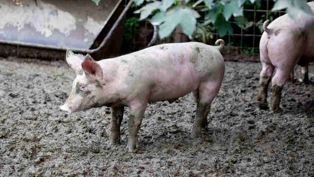 How to Control a Pig's Rooting Behavior Howcast