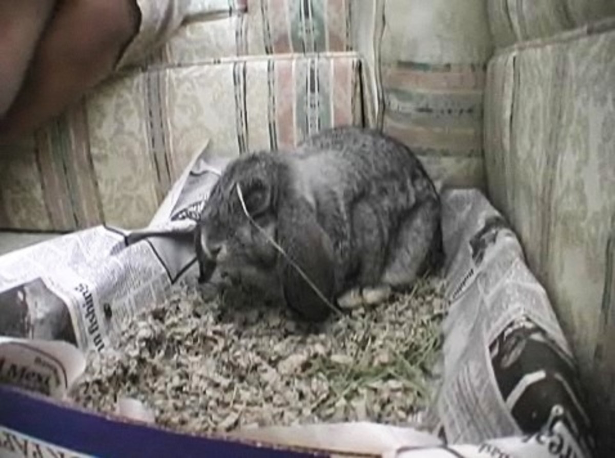 How to Train a Rabbit to Use a Litter Box Howcast