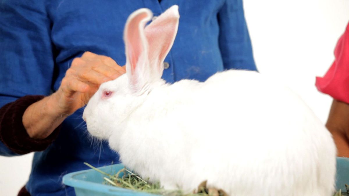 Do Rabbits Get Along with Other Pets? Howcast