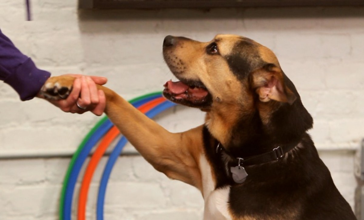 How to Teach Your Dog the Give Paw Trick Howcast