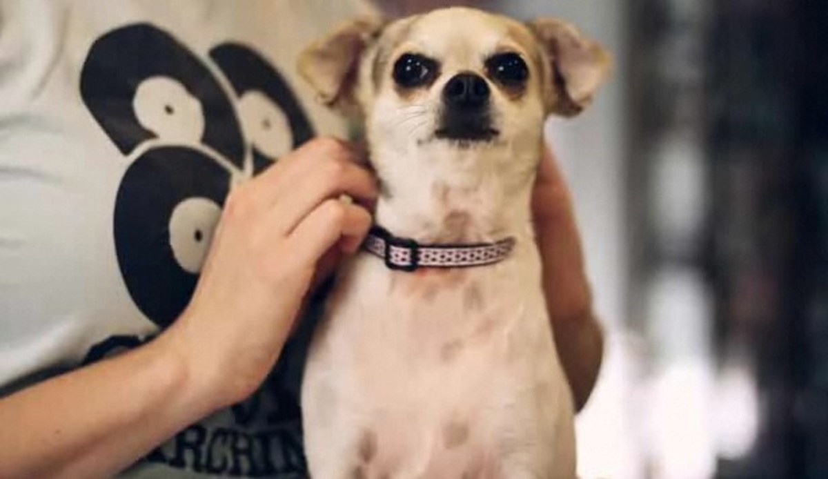 How to Know If You Should Use a Dog Training Collar Howcast