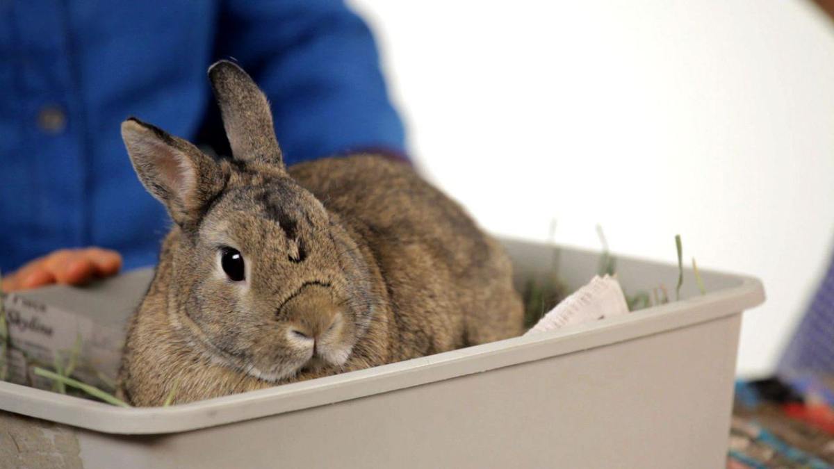 Can You Keep a Wild Rabbit as a Pet? Howcast